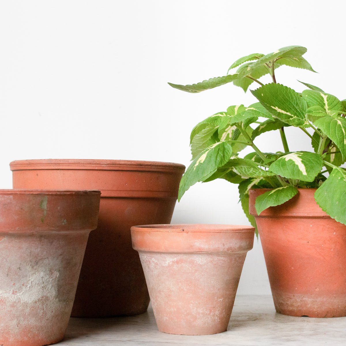 Pair of Vintage Garden Pots - elsie green - Decor