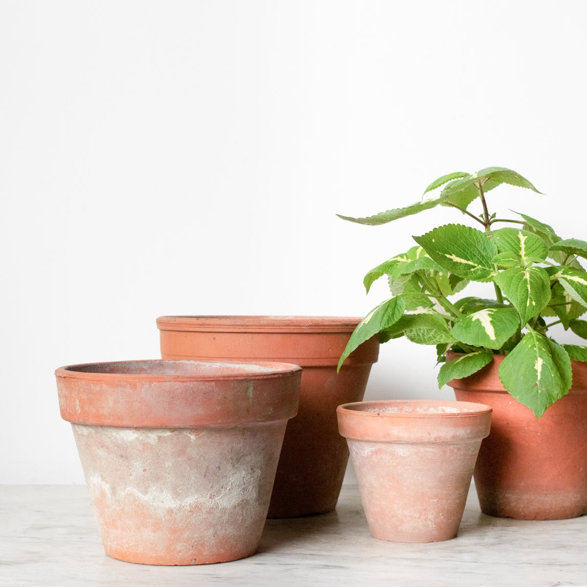 Pair of Vintage Garden Pots - elsie green - Decor