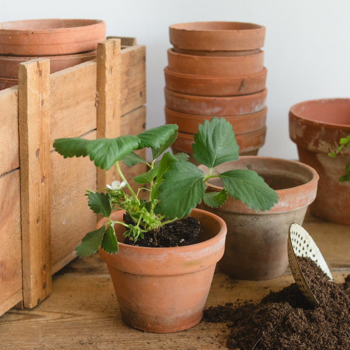 Pair of Vintage Garden Pots - elsie green - Decor