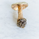Papier Maché Gold Glitter Mushroom Ornament - elsie green - decor