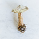 Papier Maché Gold Glitter Mushroom Ornament - elsie green - decor