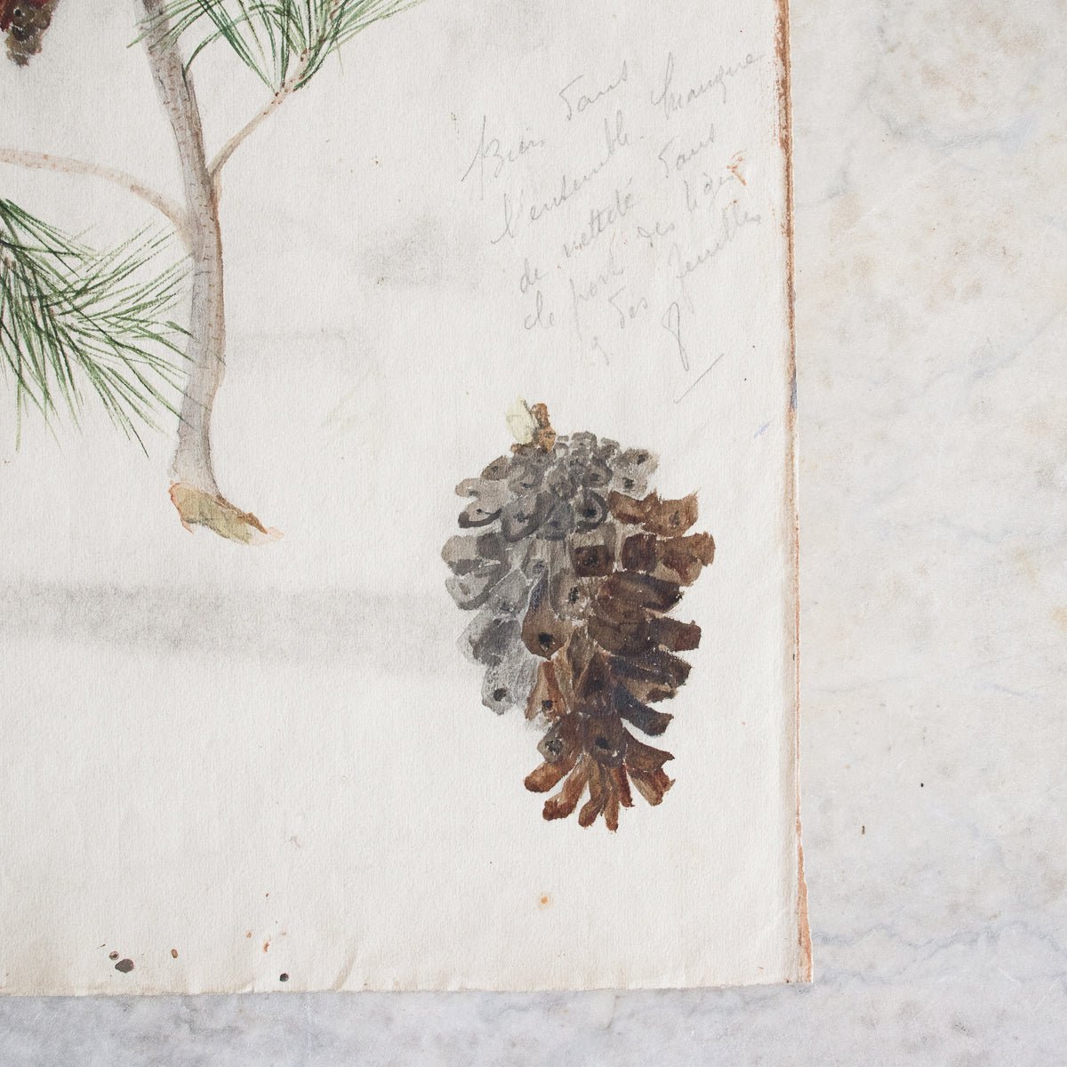 Pinecone Study Watercolor Painting | Dated 1918 - elsie green - Art