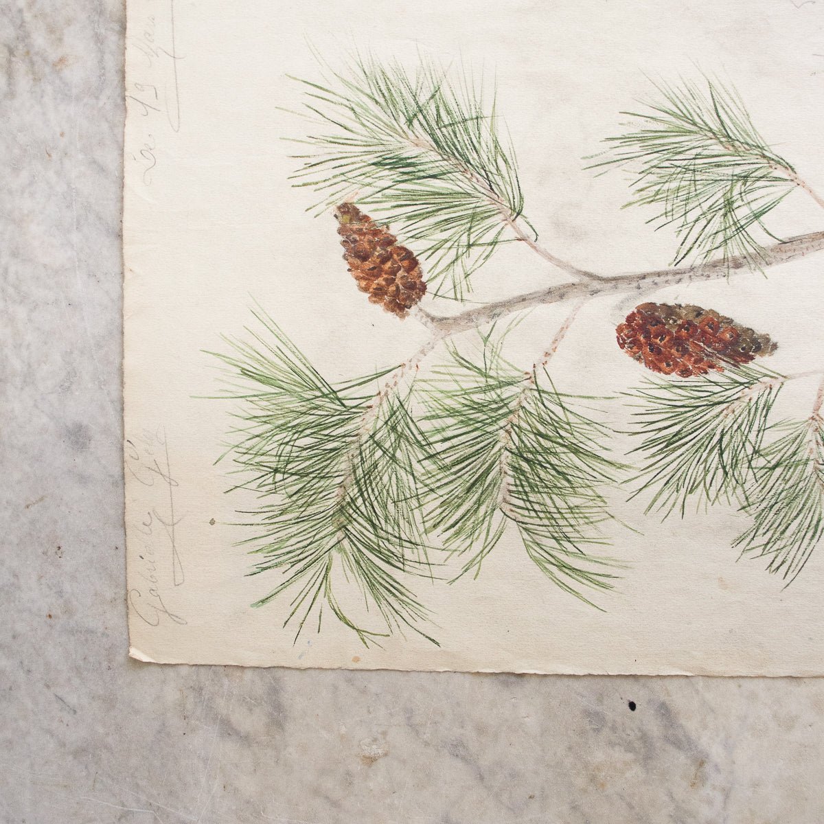 Pinecone Study Watercolor Painting | Dated 1918 - elsie green - Art