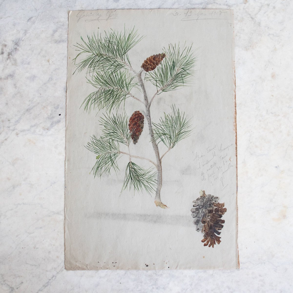 Pinecone Study Watercolor Painting | Dated 1918 - elsie green - Art