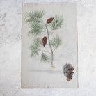 Pinecone Study Watercolor Painting | Dated 1918 - elsie green - Art