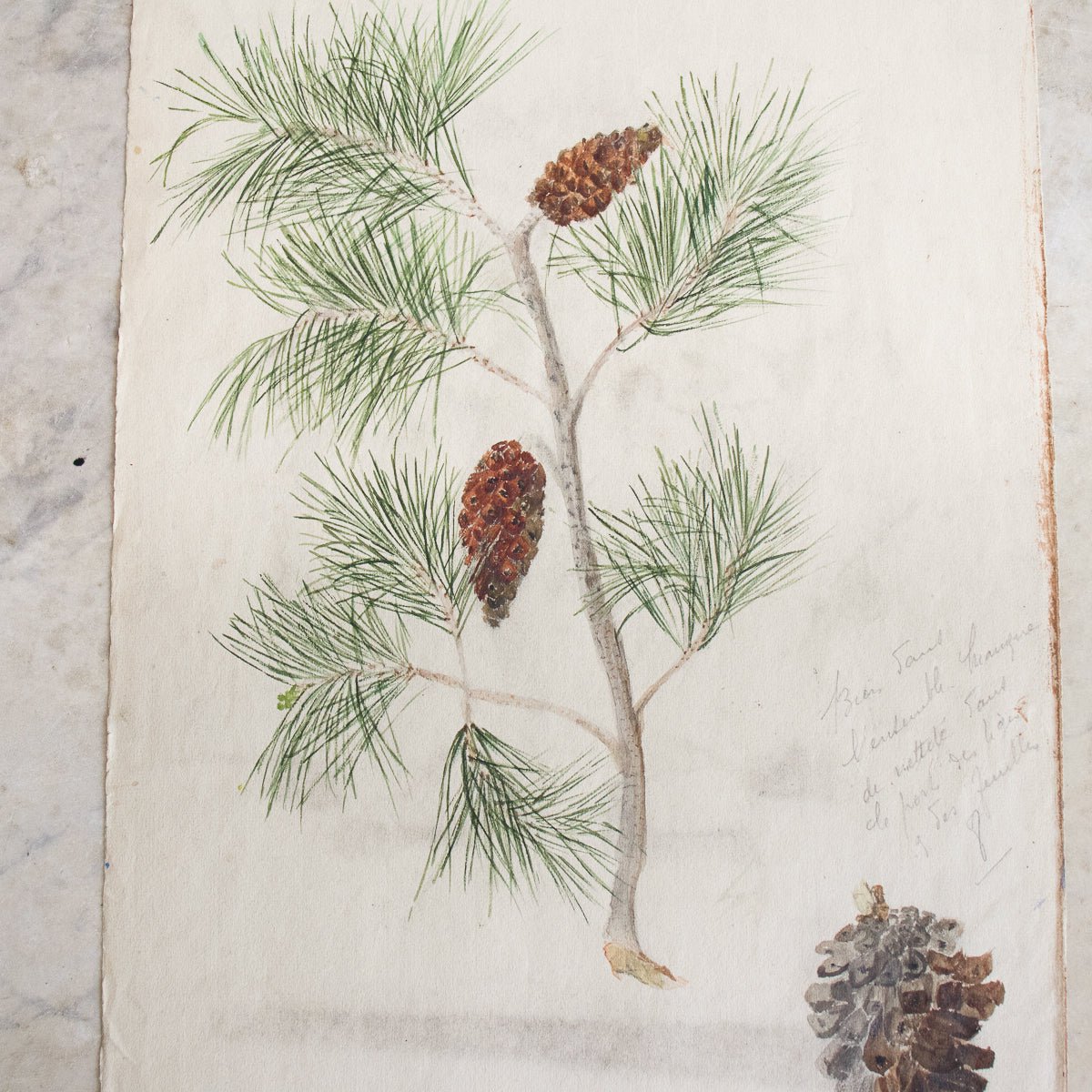 Pinecone Study Watercolor Painting | Dated 1918 - elsie green - Art