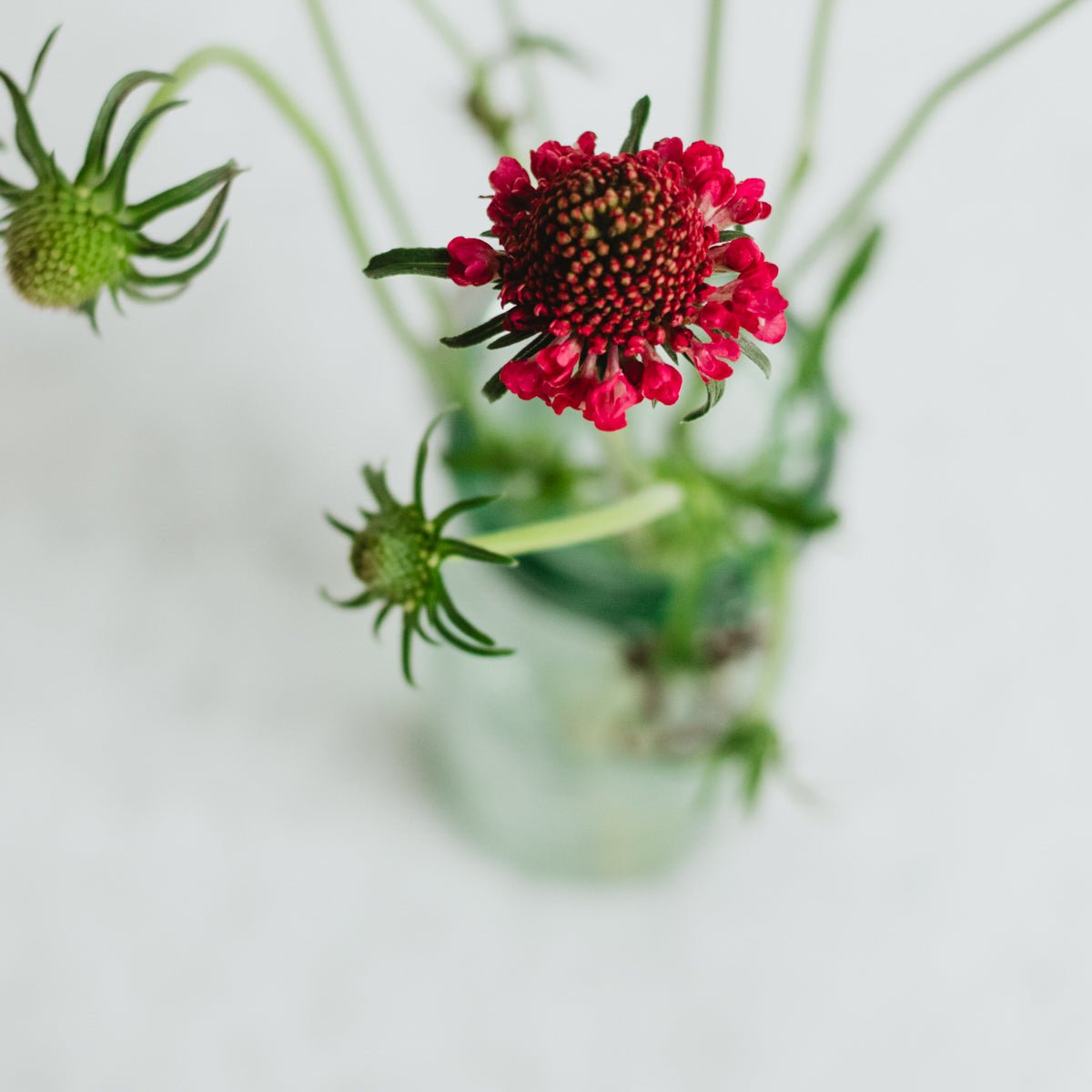 Porcelain Top Mercur Canning Jar - elsie green - The French Kitchen