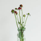 Porcelain Top Mercur Canning Jar - elsie green - The French Kitchen