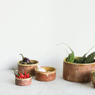 Provencal Cheese Pot - elsie green - the french kitchen