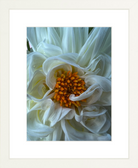 White Dahlia Printed Photograph - elsie green