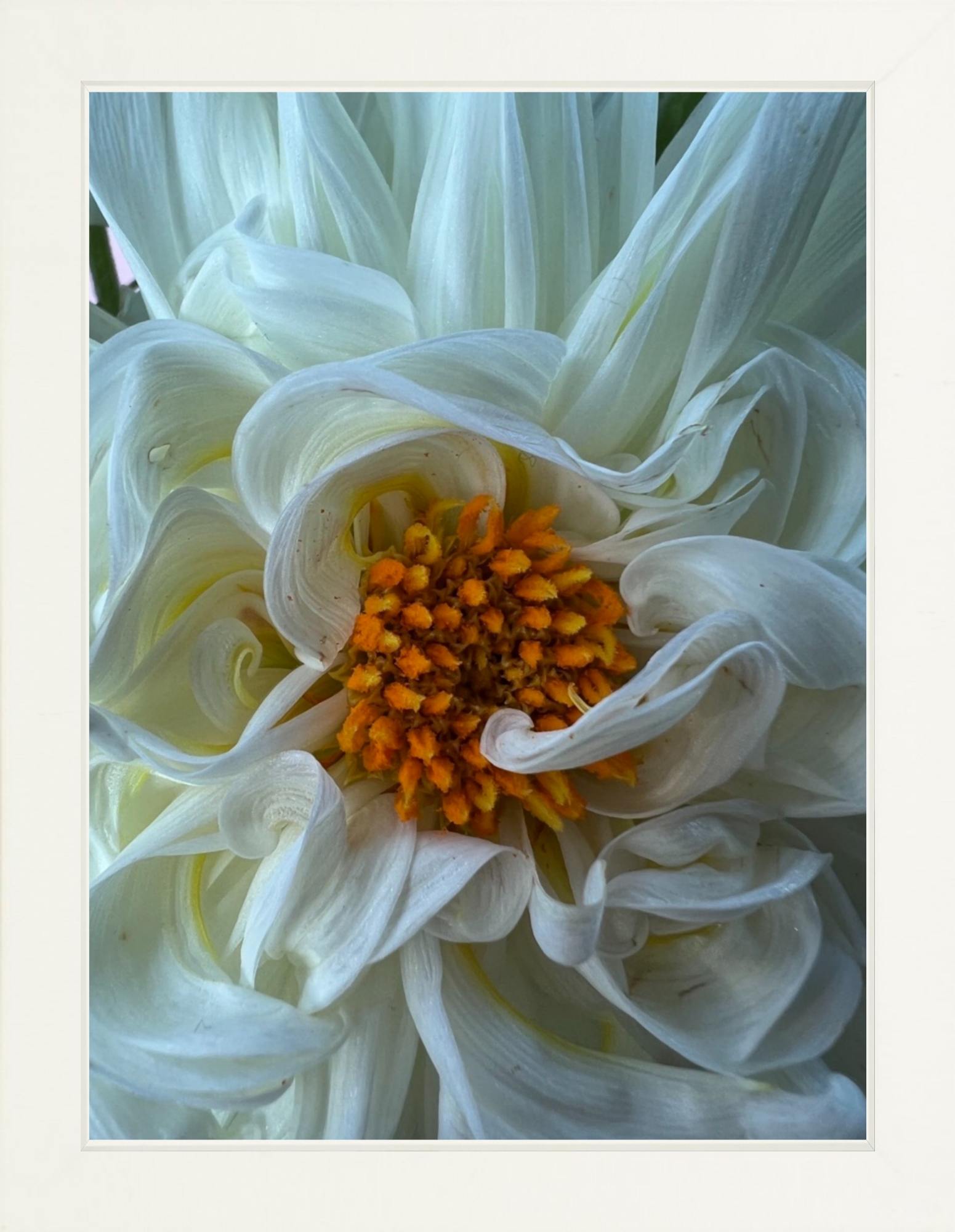 White Dahlia Printed Photograph - elsie green