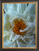 White Dahlia Printed Photograph - elsie green