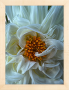 White Dahlia Printed Photograph - elsie green