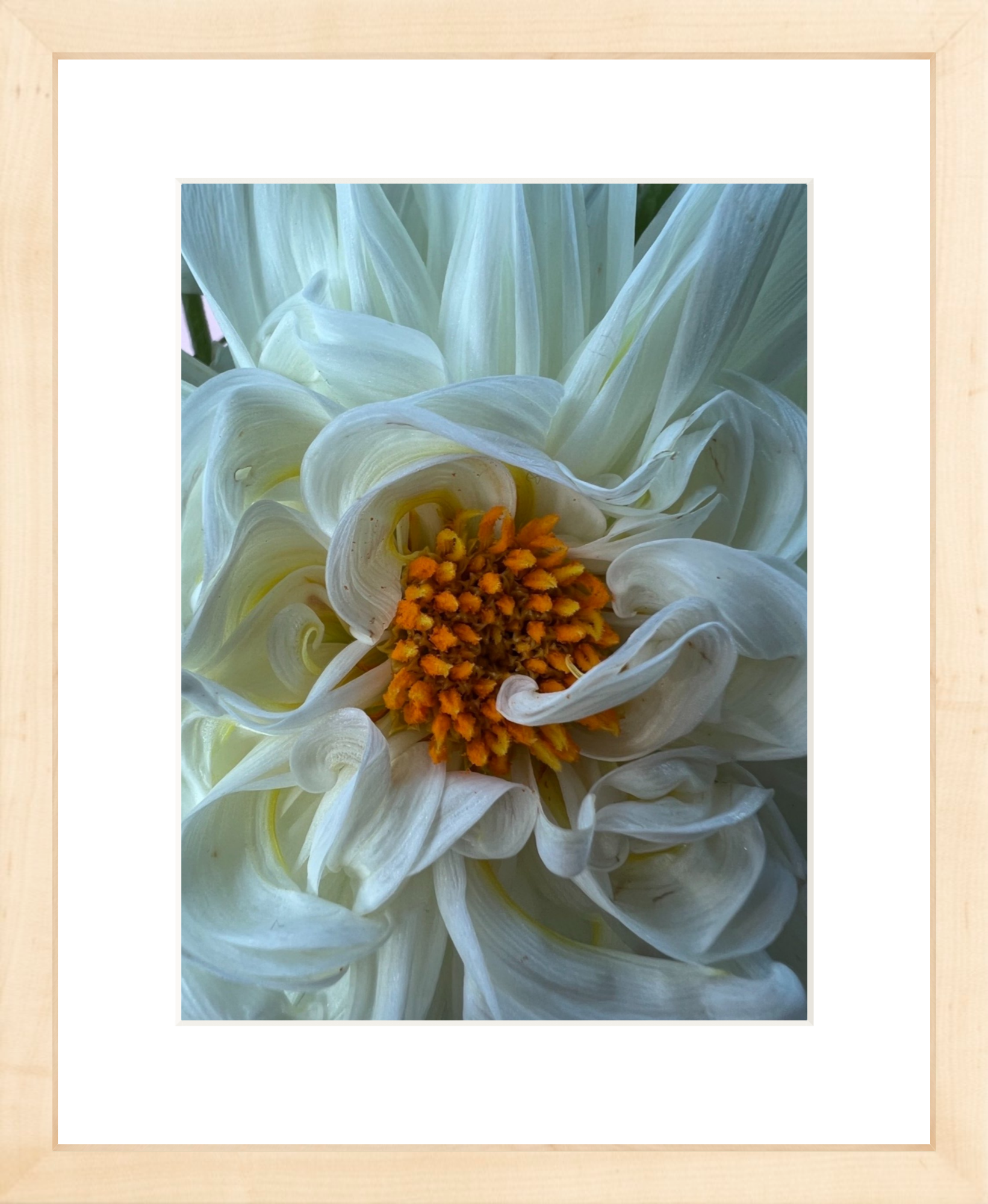 White Dahlia Printed Photograph - elsie green