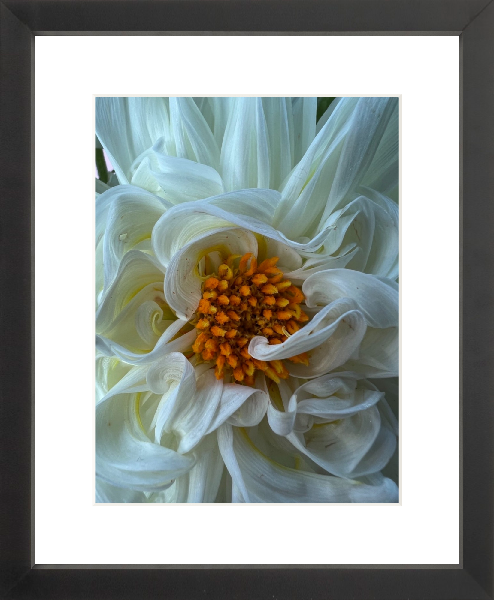 White Dahlia Printed Photograph - elsie green