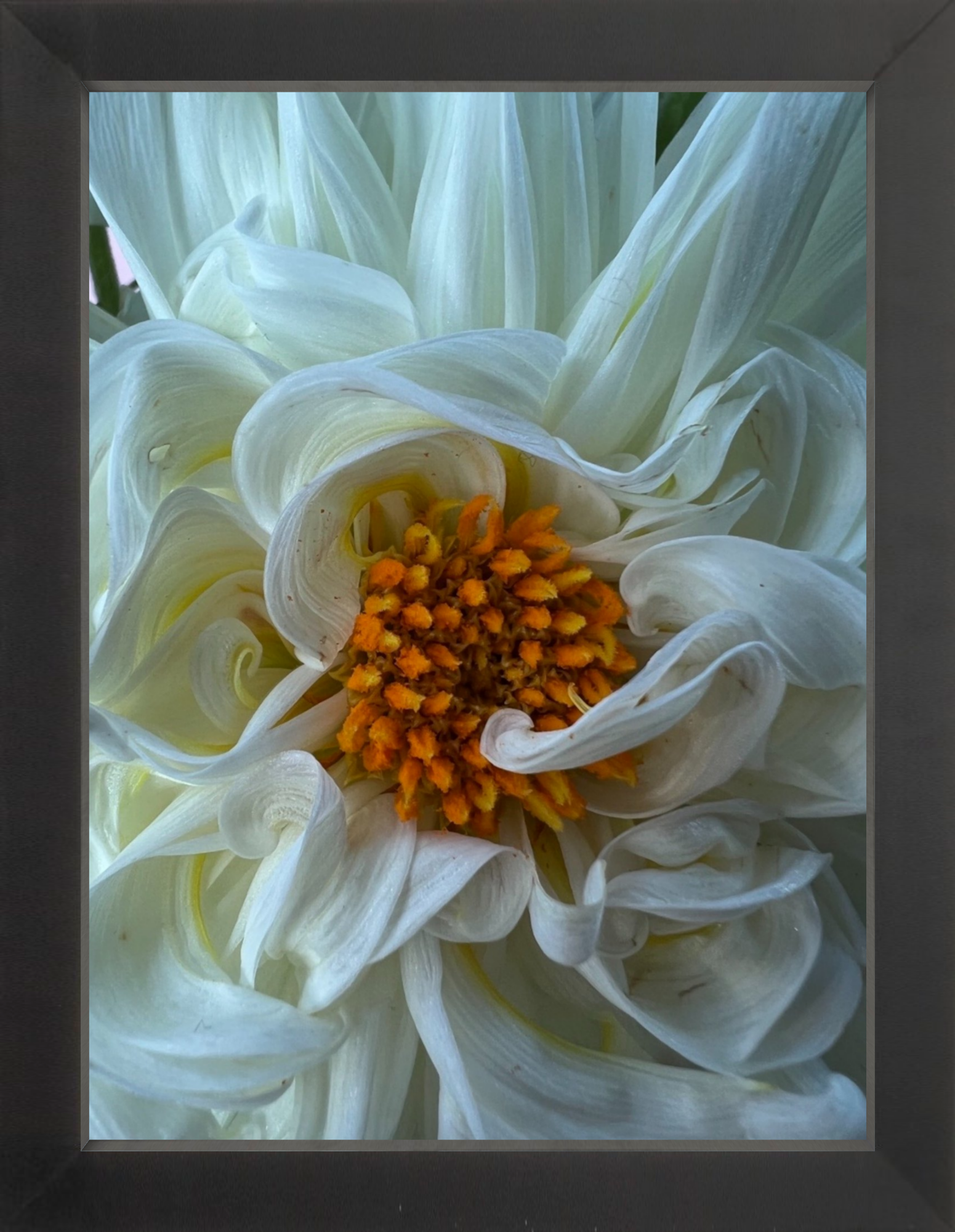 White Dahlia Printed Photograph - elsie green