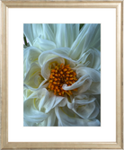 White Dahlia Printed Photograph - elsie green