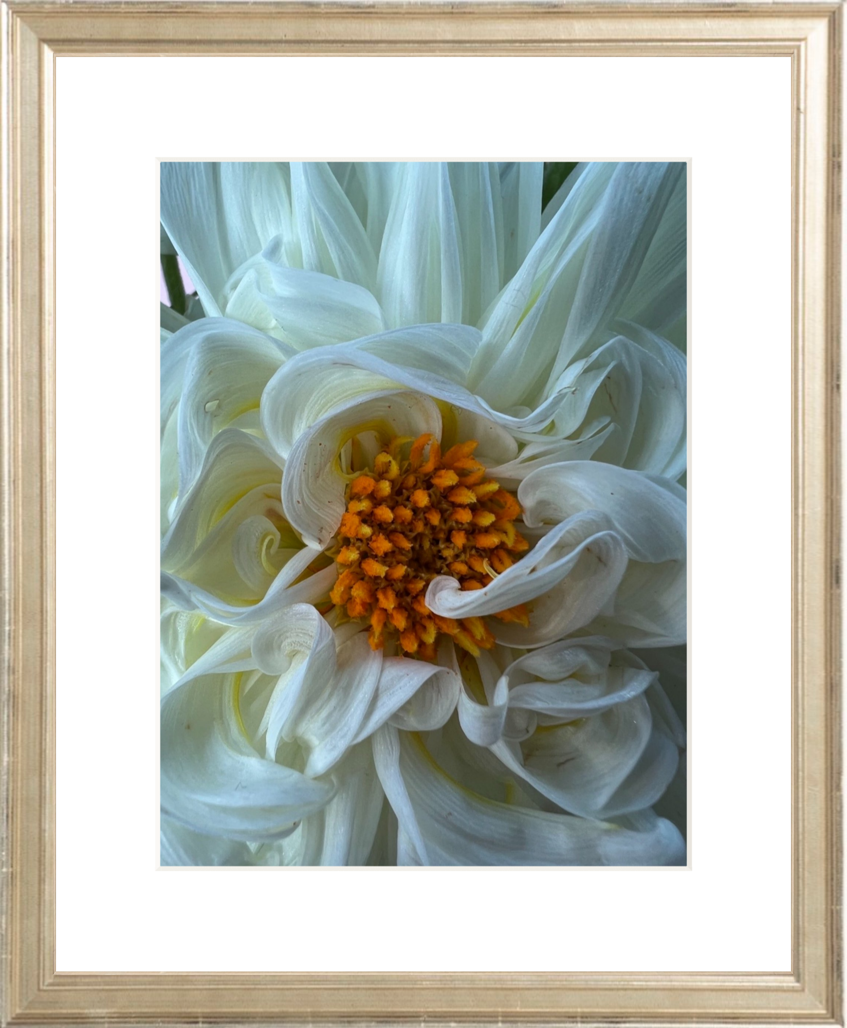 White Dahlia Printed Photograph - elsie green