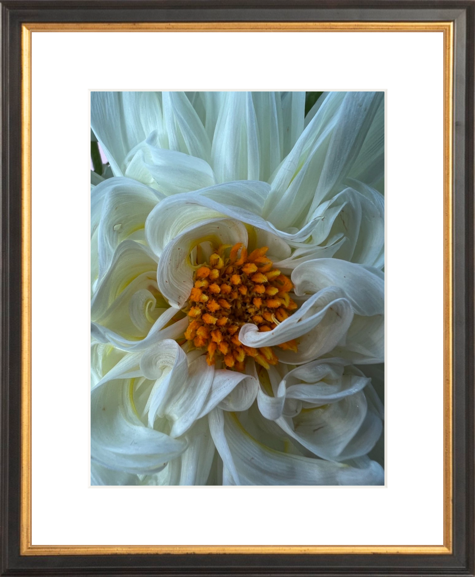 White Dahlia Printed Photograph - elsie green