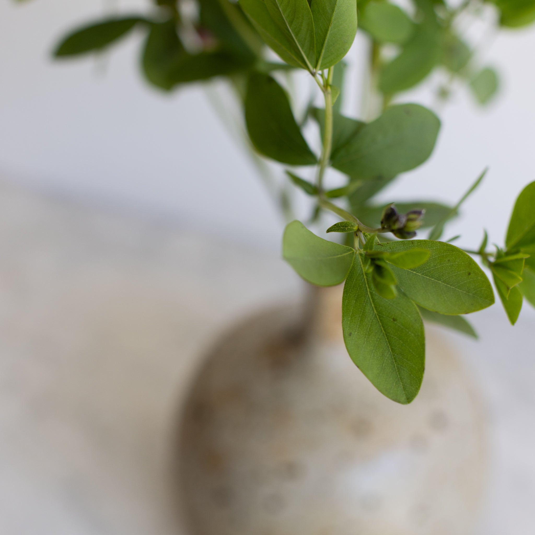 Stoneware Bud Vase | Signed by Artist - elsie green - decor