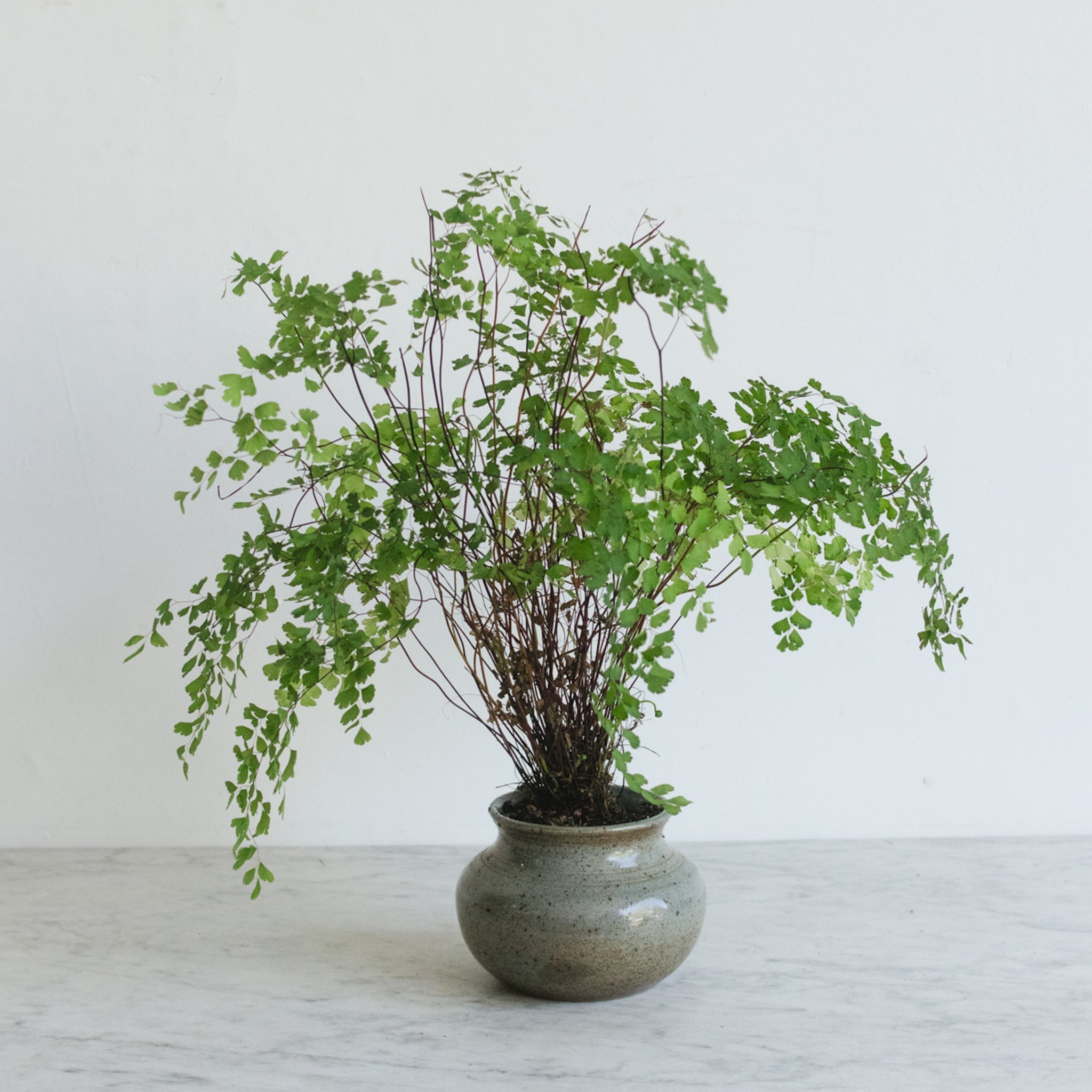 Stoneware Vase | Signed by Artist - elsie green - decor
