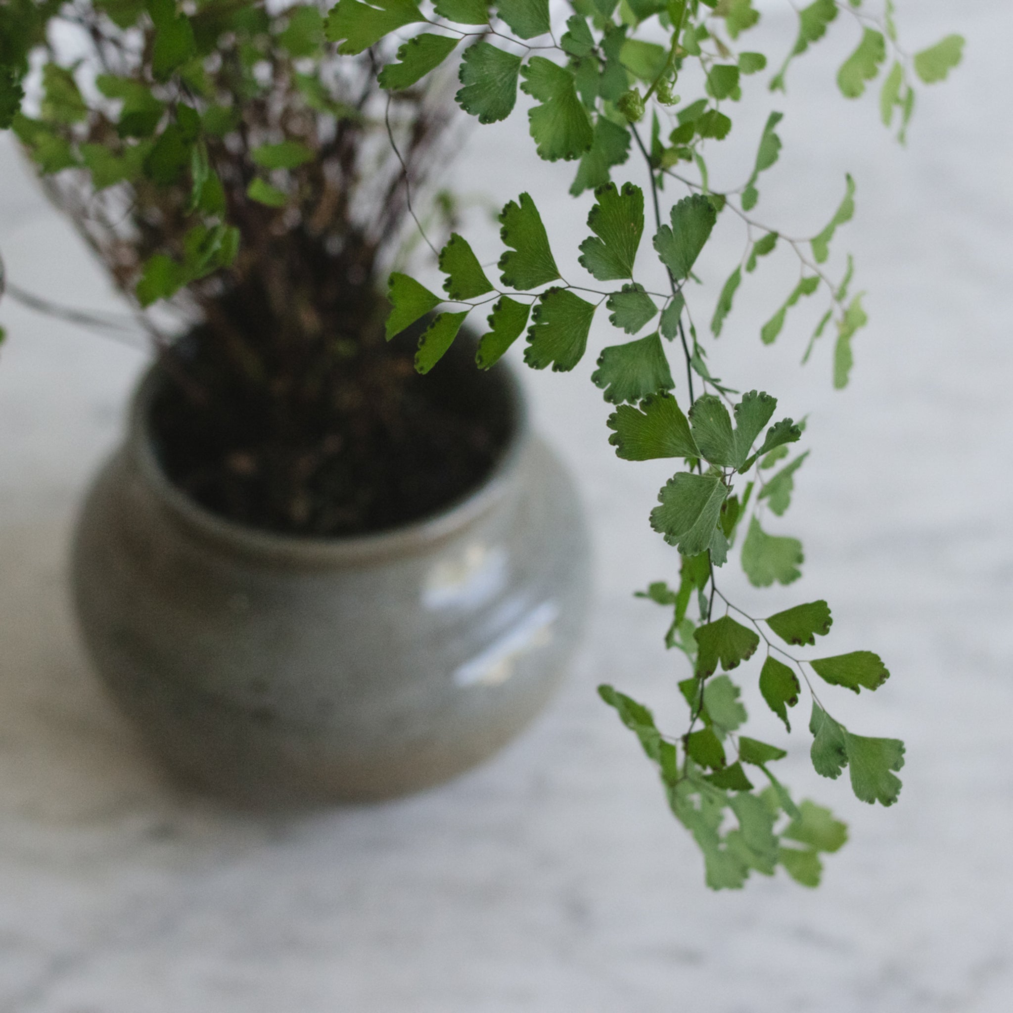 Stoneware Vase | Signed by Artist - elsie green - decor