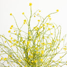 Tall Stoneware Mustard Crock - elsie green - the french kitchen