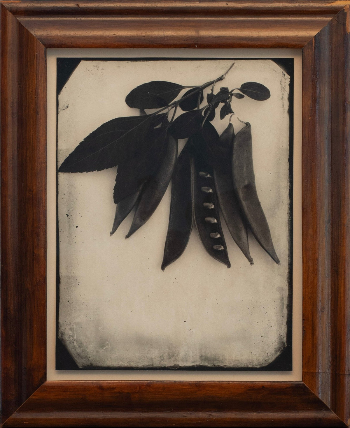 The Common Fields | Jefferson Hayman - elsie green - art