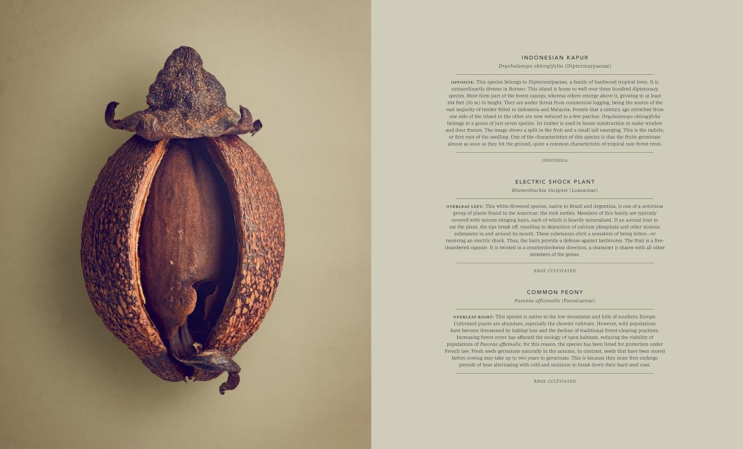The Hidden Beauty of Seeds & Fruits: The Botanical Photography of Levon Biss - elsie green - Decor