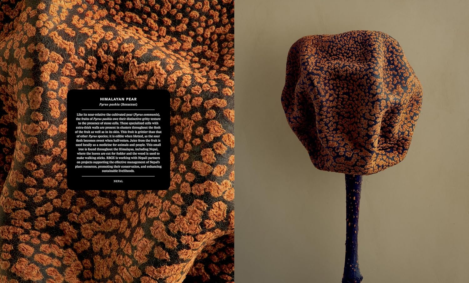 The Hidden Beauty of Seeds & Fruits: The Botanical Photography of Levon Biss - elsie green - Decor