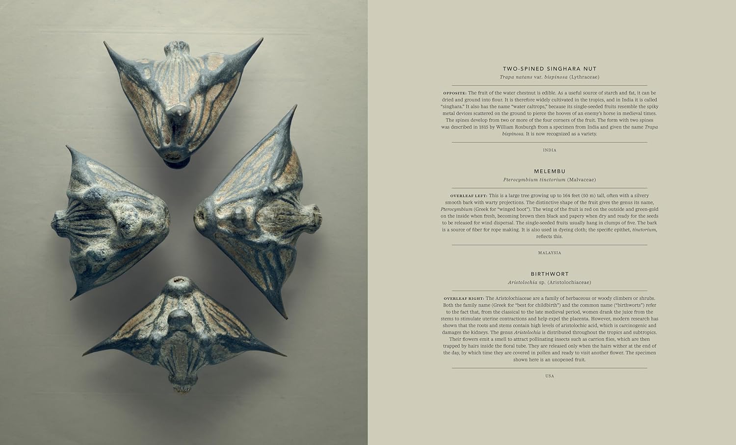 The Hidden Beauty of Seeds & Fruits: The Botanical Photography of Levon Biss - elsie green - Decor