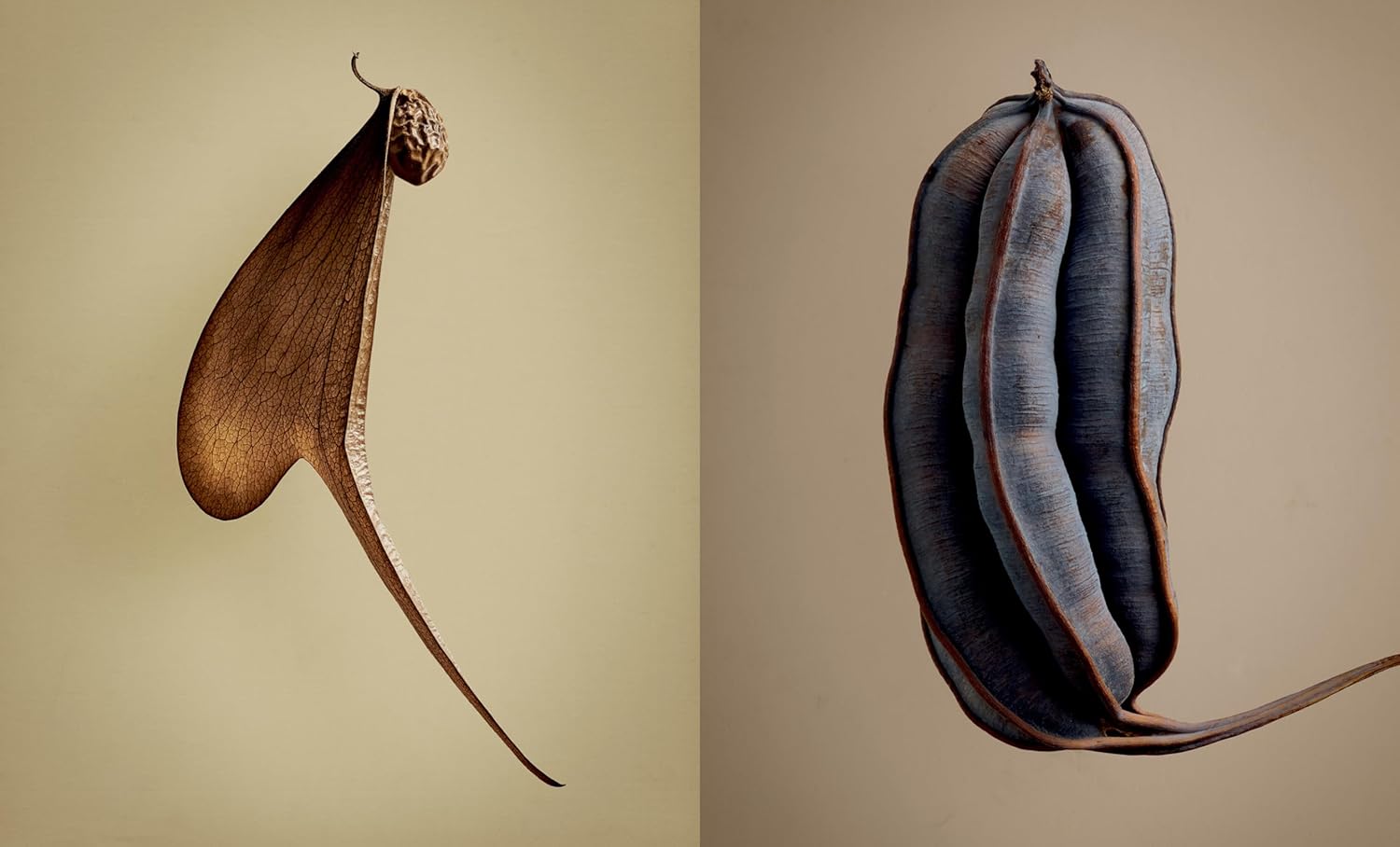 The Hidden Beauty of Seeds & Fruits: The Botanical Photography of Levon Biss - elsie green - Decor