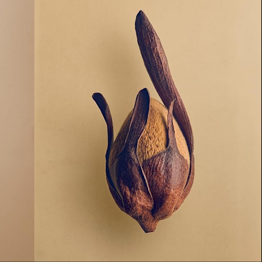 The Hidden Beauty of Seeds & Fruits: The Botanical Photography of Levon Biss - elsie green - Decor