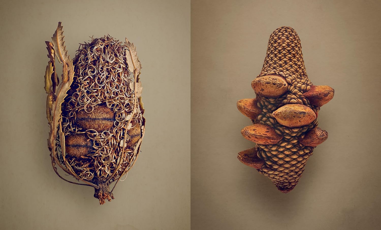The Hidden Beauty of Seeds & Fruits: The Botanical Photography of Levon Biss - elsie green - Decor