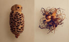 The Hidden Beauty of Seeds & Fruits: The Botanical Photography of Levon Biss - elsie green - Decor