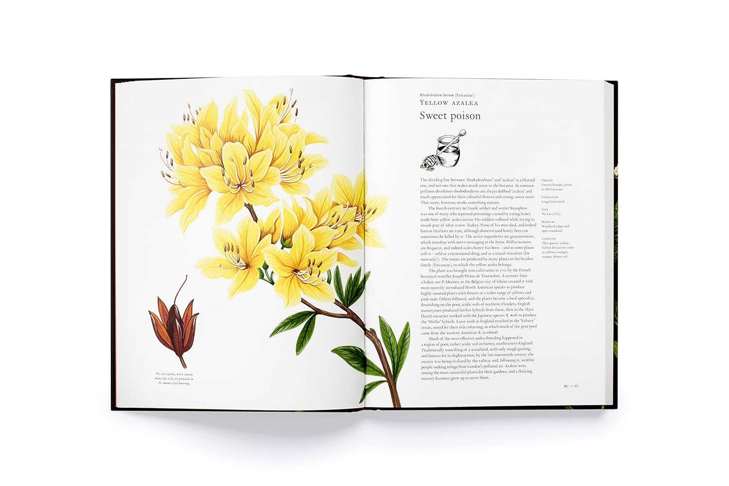 The Story of Flowers | And How They Changed the Way We Live - elsie green - decor