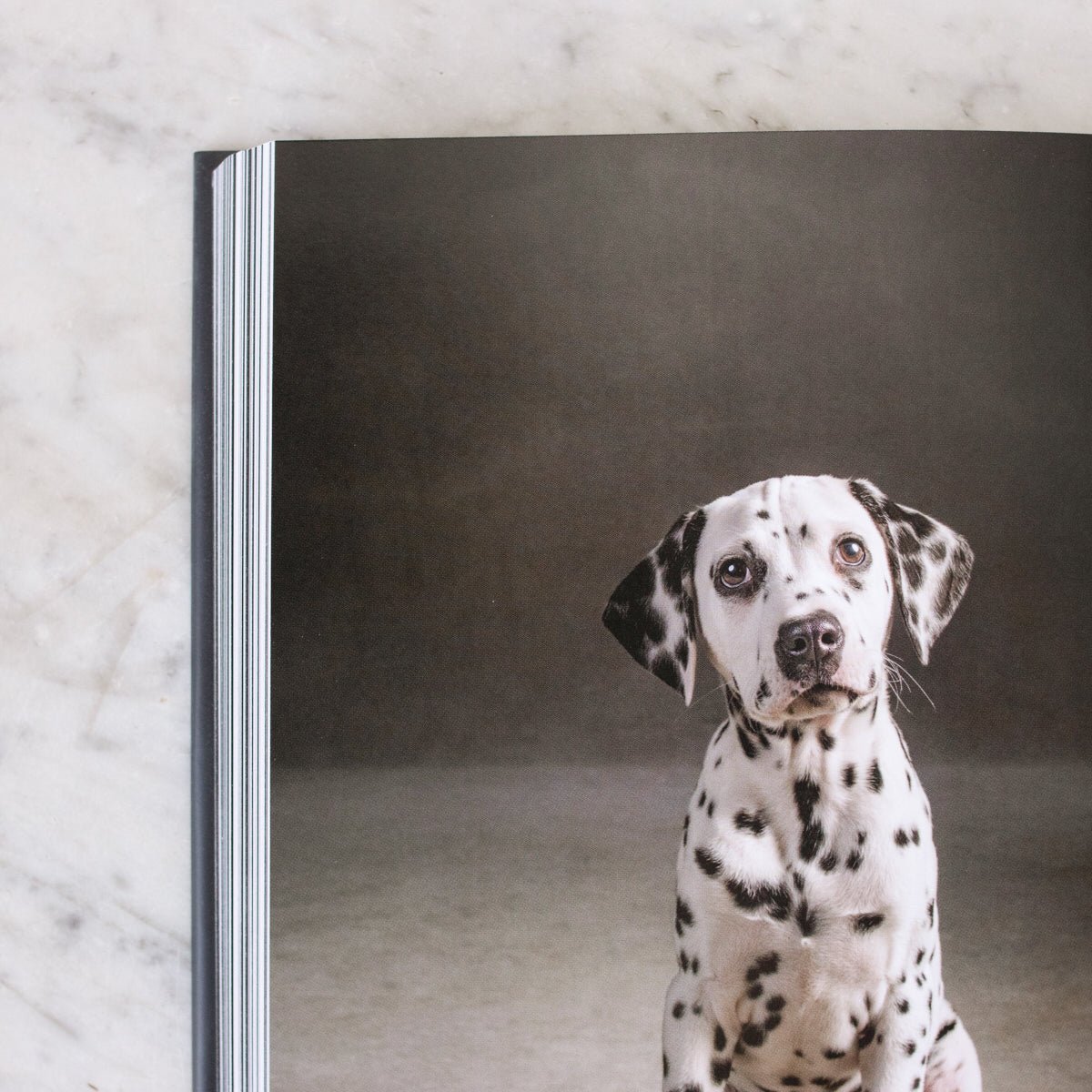 The Year of the Dogs - elsie green - Decor