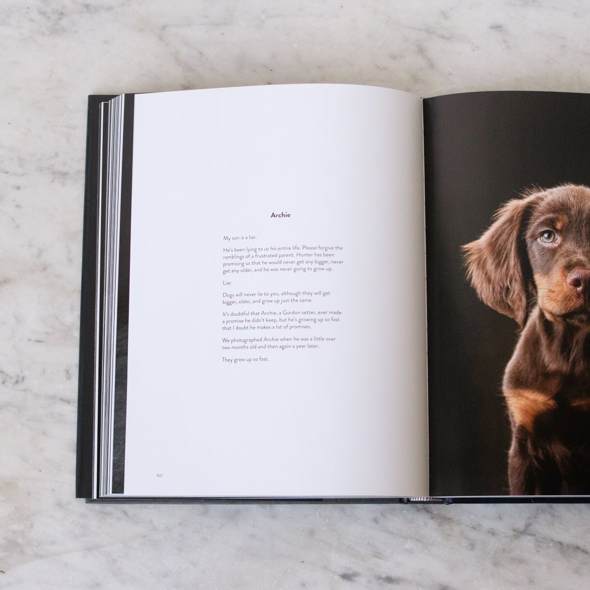 The Year of the Dogs - elsie green - Decor