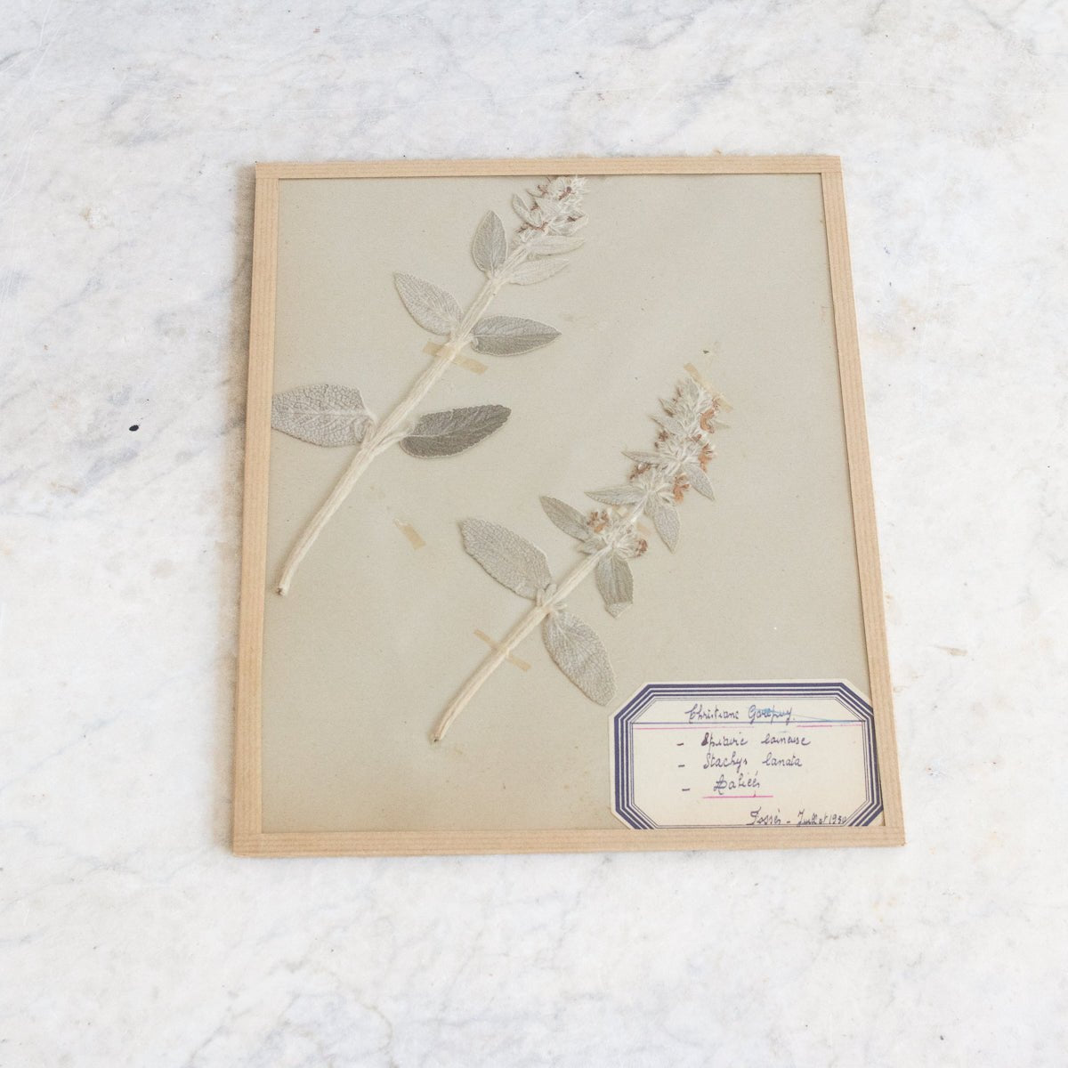 Vintage Pressed Botanical | Dated 1950 - elsie green - Art