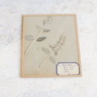 Vintage Pressed Botanical | Dated 1950 - elsie green - Art