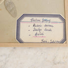Vintage Pressed Botanical | Dated 1950 - elsie green - Art