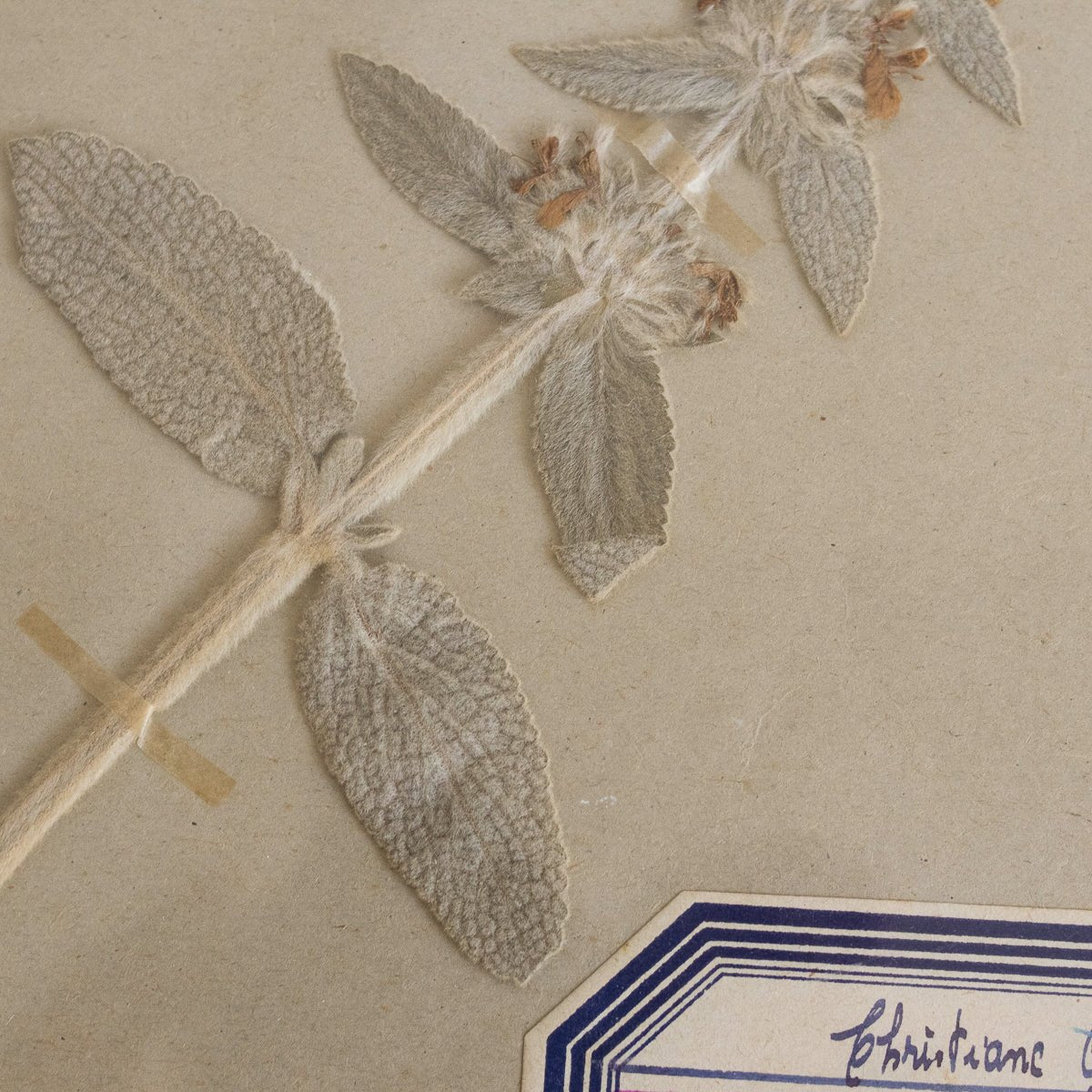 Vintage Pressed Botanical | Dated 1950 - elsie green - Art