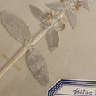 Vintage Pressed Botanical | Dated 1950 - elsie green - Art