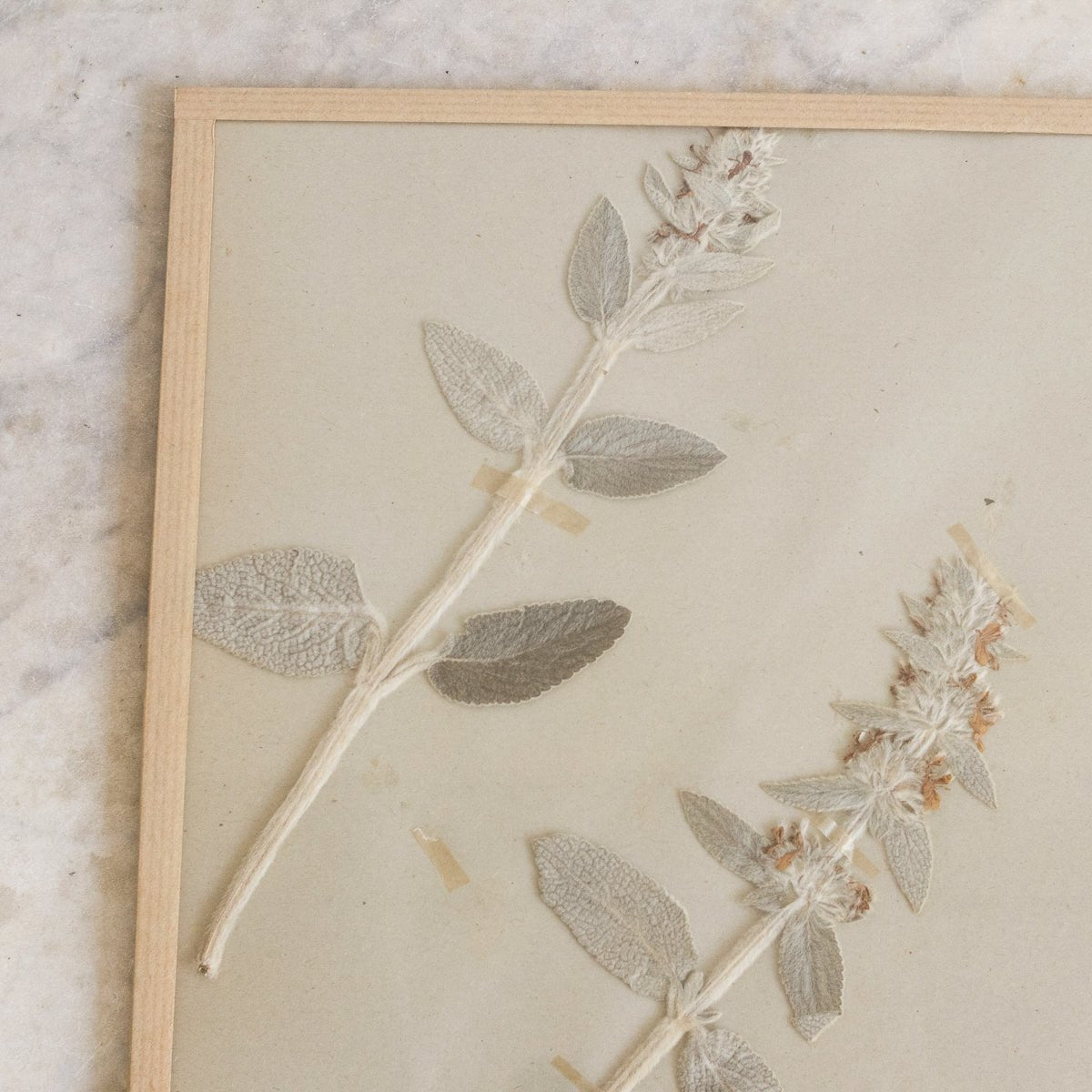 Vintage Pressed Botanical | Dated 1950 - elsie green - Art