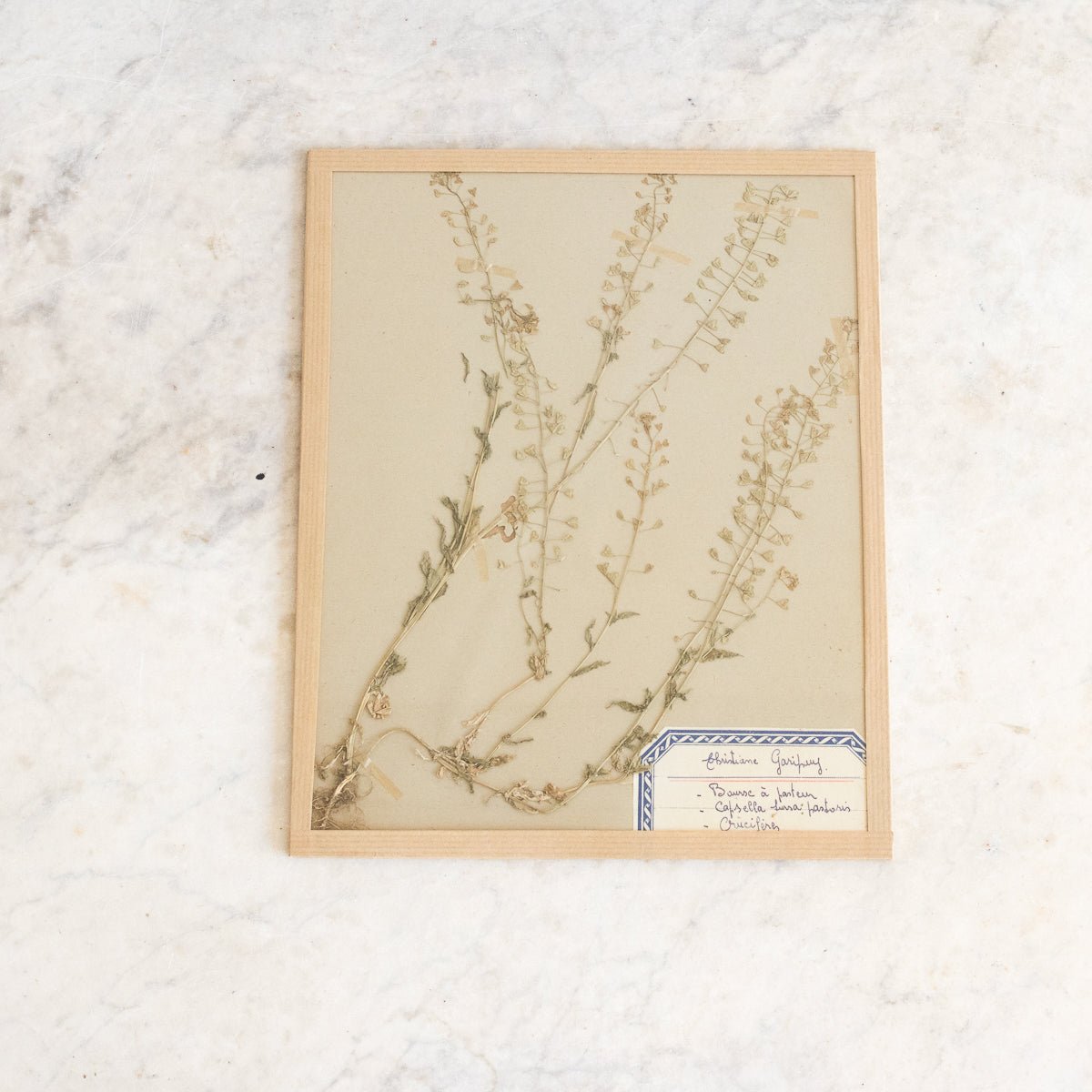 Vintage Pressed Botanical No. 14 - elsie green - Art