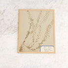 Vintage Pressed Botanical No. 14 - elsie green - Art