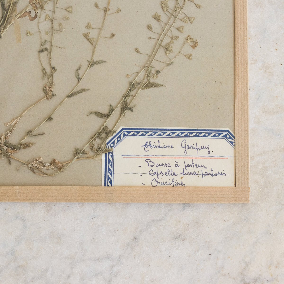 Vintage Pressed Botanical No. 14 - elsie green - Art