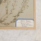 Vintage Pressed Botanical No. 14 - elsie green - Art