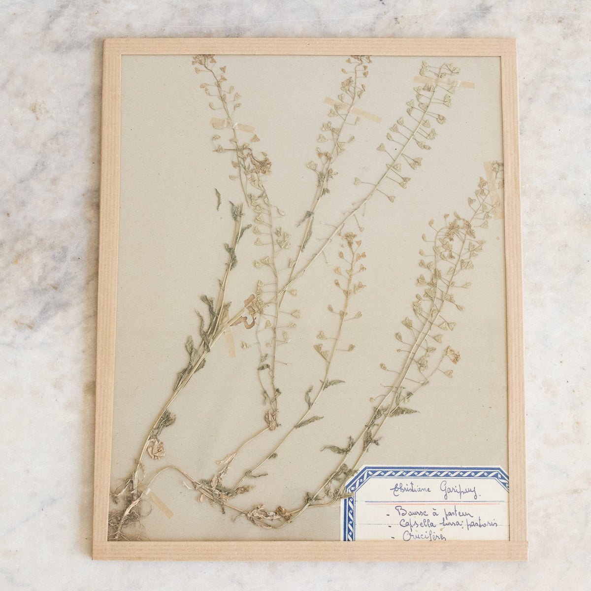 Vintage Pressed Botanical No. 14 - elsie green - Art