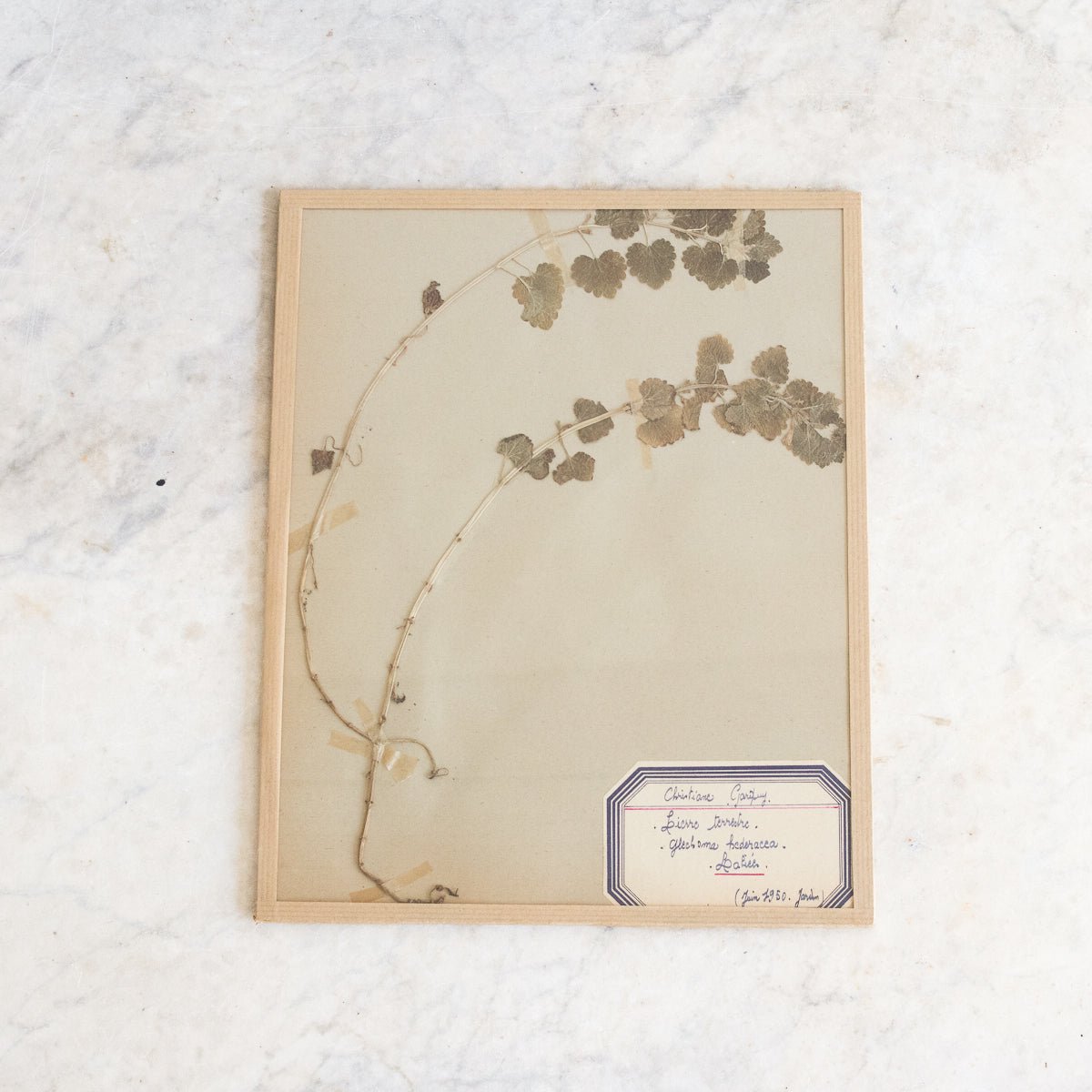 Vintage Pressed Botanical No. 18 - elsie green - Art